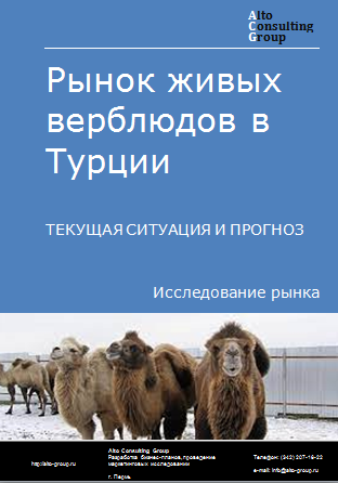 Рынок живых верблюдов в Турции. Текущая ситуация и прогноз 2024-2028 гг.