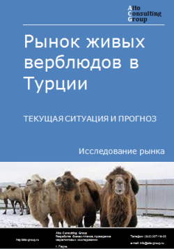 Анализ рынка живых верблюдов в Турции. Текущая ситуация и прогноз 2024-2028 гг.