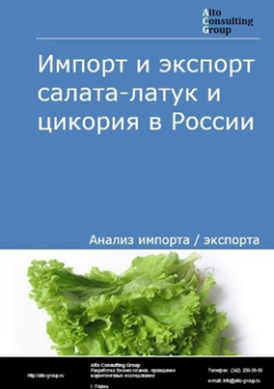 Импорт и экспорт салата-латук и цикория в России в 2020-2024 гг.