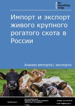 Импорт и экспорт живого крупного рогатого скота в России в 2020-2024 гг.