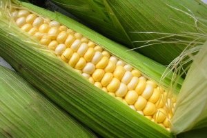 Российский рынок кукурузы