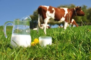 Выпуск сырого молока в 2019 году увеличился на 2,4%