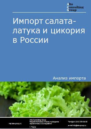 Импорт салата-латук и цикория в России в 2023 г.