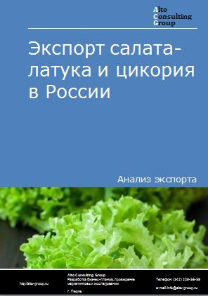 Экспорт салата-латук и цикория в России в 2022 г.